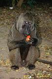 Ethiopia - Mago National Park - Baboons - 08